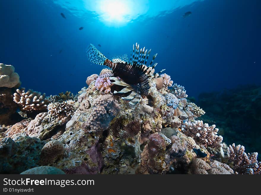 Ocean, sun and lionfish taken in the red sea.