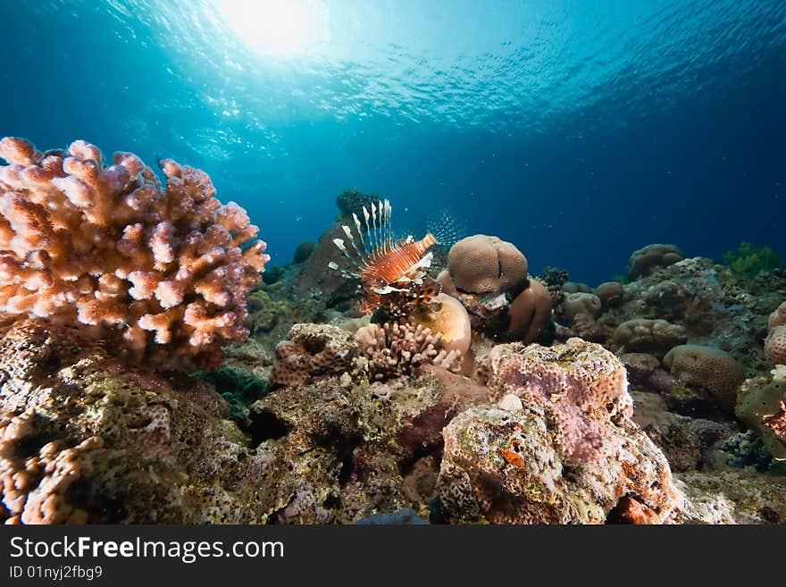 Ocean, sun and lionfish taken in the red sea.