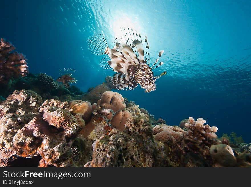 Ocean, sun and lionfish taken in the red sea.