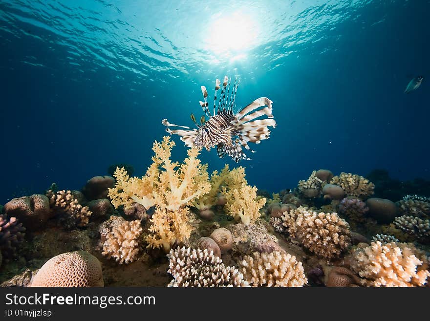 Ocean, sun and lionfish taken in the red sea.