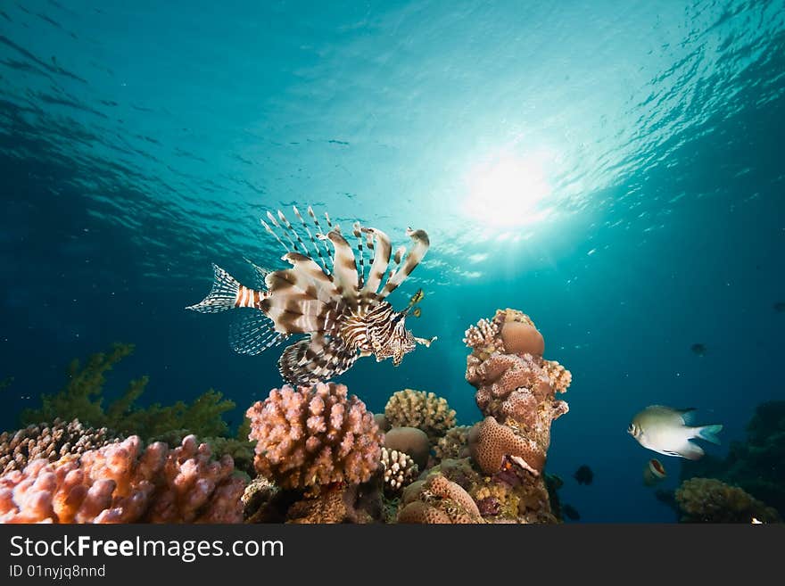 Ocean, sun and lionfish taken in the red sea.