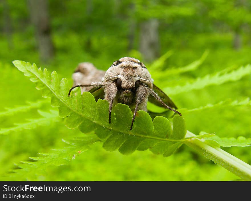 Butterfly Hawk Moth 18