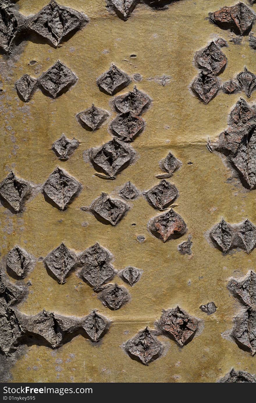 A close-up of the bark of tree aspen. A close-up of the bark of tree aspen.