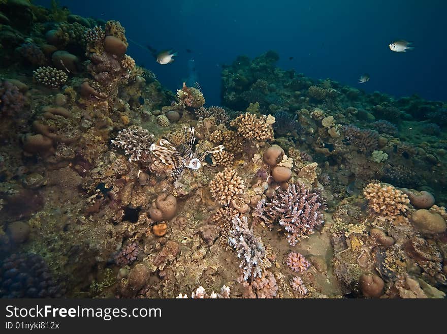 Ocean, sun and lionfish taken in the red sea.