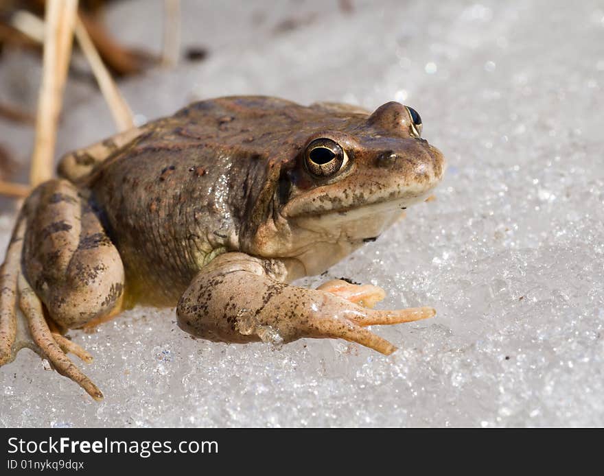 A close-up of the frog on ice. Early spring. A close-up of the frog on ice. Early spring.