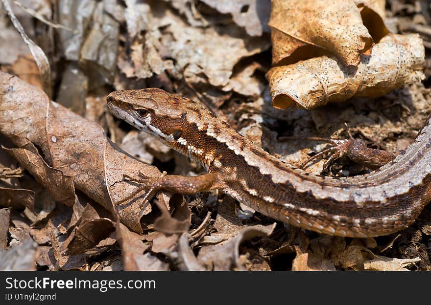 A close-up of the lizard (Tachydromus amurensis) on dry leaves. A close-up of the lizard (Tachydromus amurensis) on dry leaves.