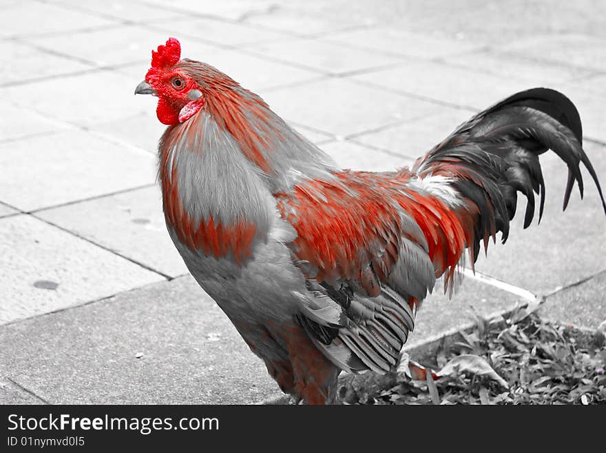 A healthy looking rooster in grey and red color tone