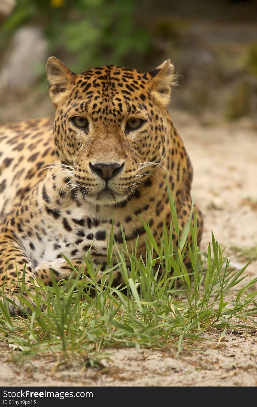 Animals: Leopard laying in the grass and looking at you. Animals: Leopard laying in the grass and looking at you