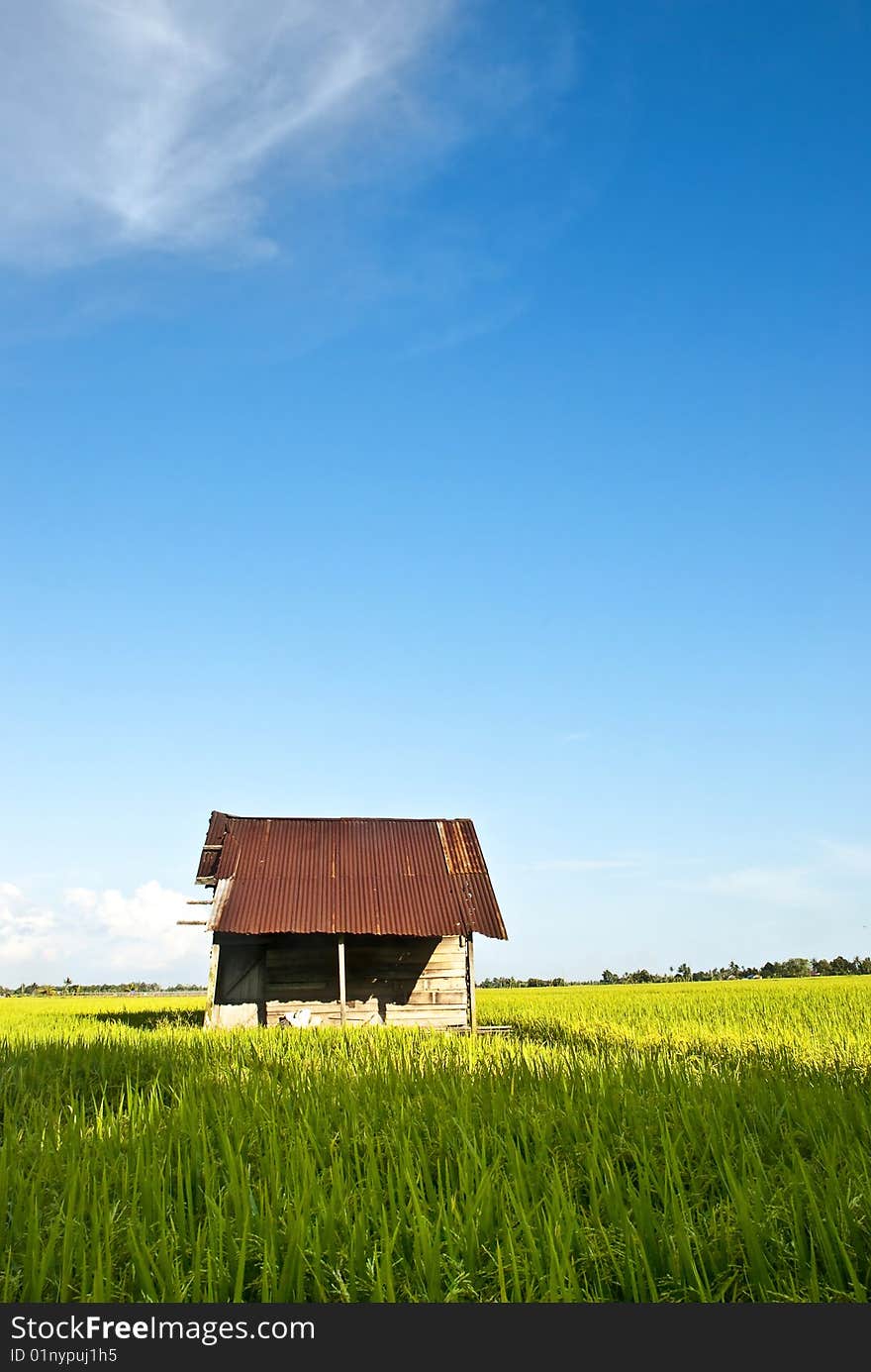 Asia Paddy Field Series 7