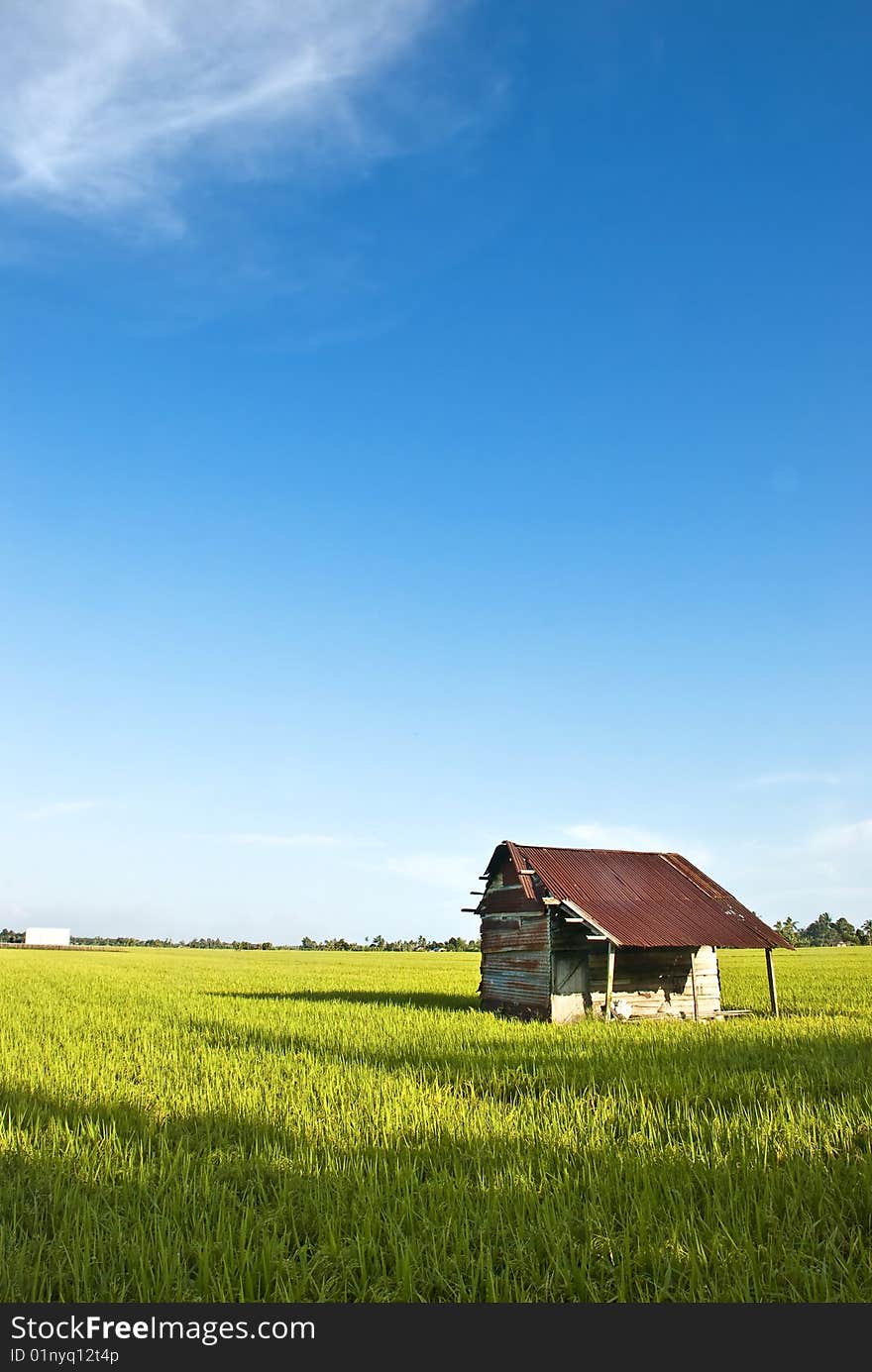 Asia Paddy Field Series 7