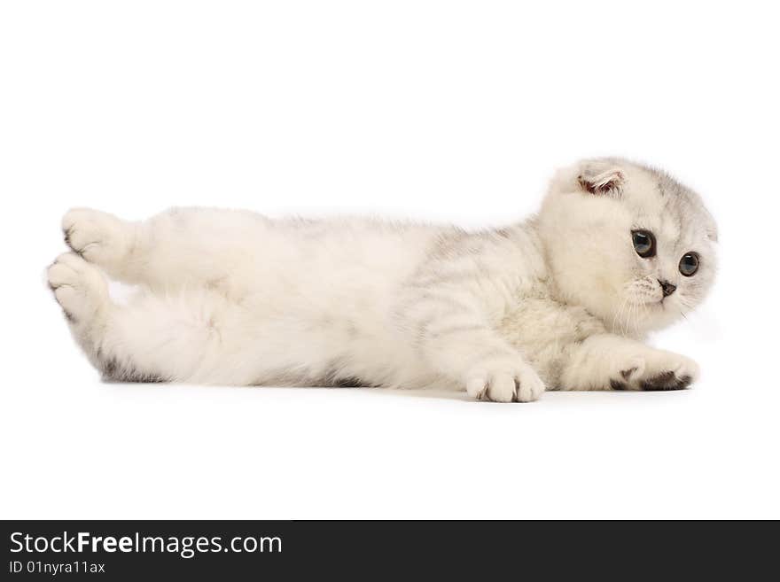 Funny silver scottish fold kitten lying down. Funny silver scottish fold kitten lying down