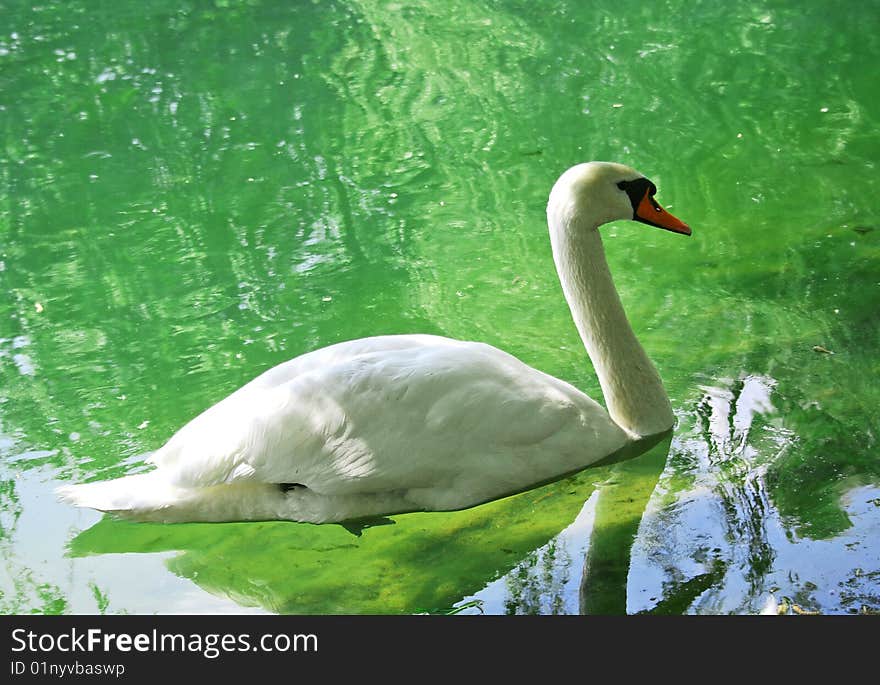 A swan on a lake