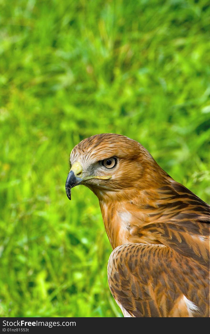 Bird of prey on grass. Bird of prey on grass.