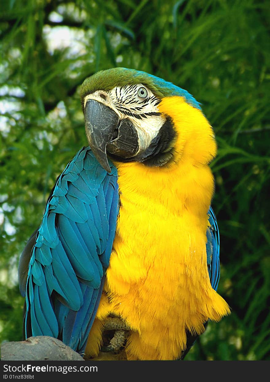 Blue And Yellow Macaw