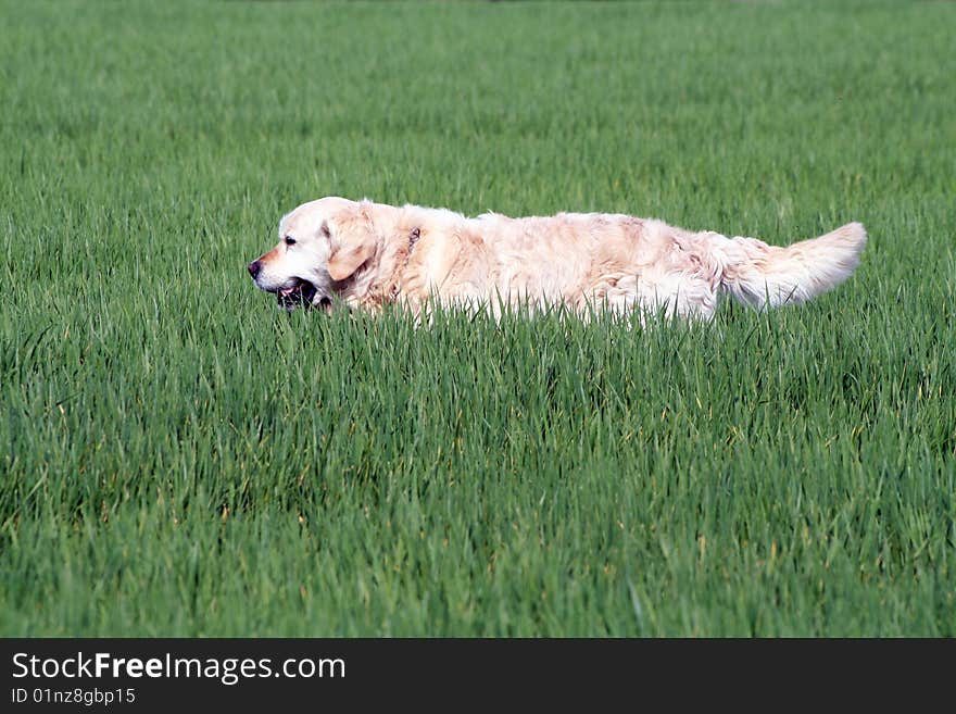 Golden retriver playing in the field. Golden retriver playing in the field