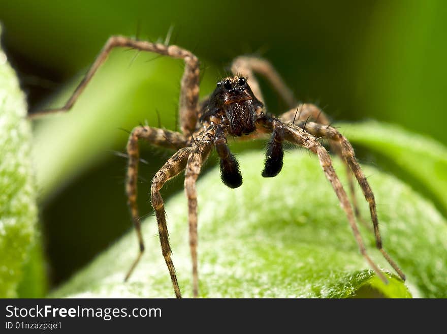 Wolf spider is posing for a portrait.