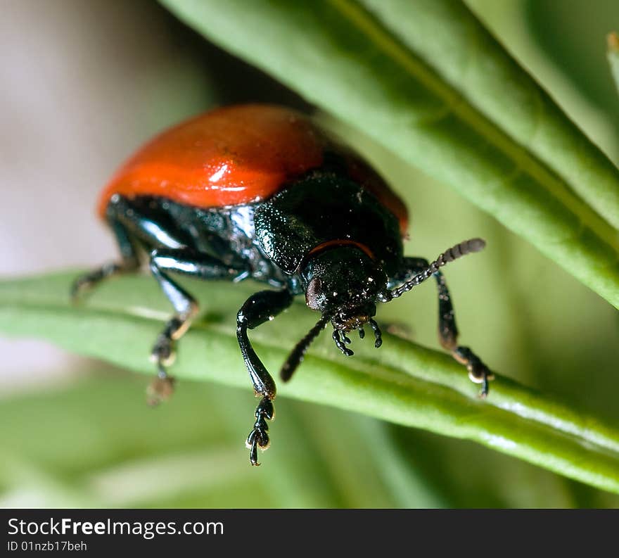 Red bug against a green grass