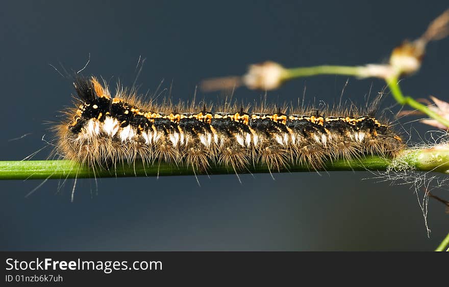 Shaggy caterpillar on a stalk of a green grass