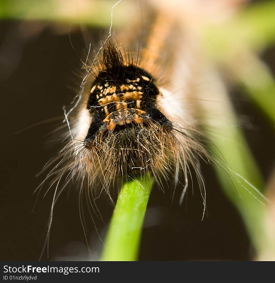 Shaggy caterpillar on a stalk of a green grass (portrait). Shaggy caterpillar on a stalk of a green grass (portrait)