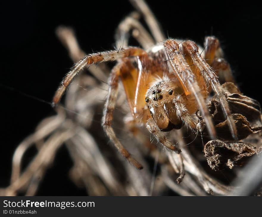 The terrible spider masks on the dried up grass