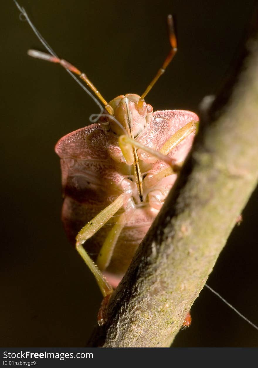 Chinch on a tree branch