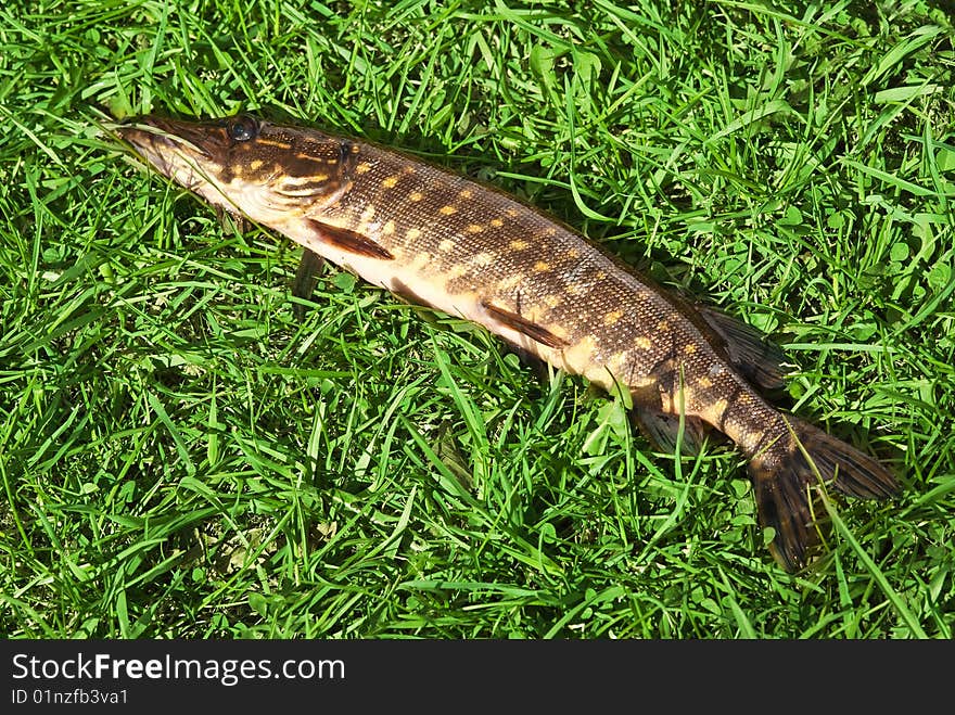 Pike on the green grass