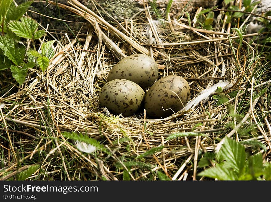 Nest with eggs of a seagull in wood