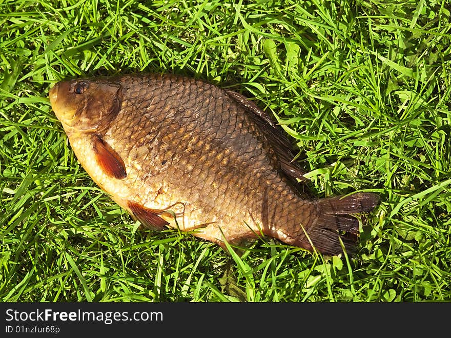 Gold crucian on the green grass