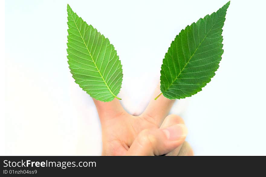 Gesturing hand OK and leaves on white background