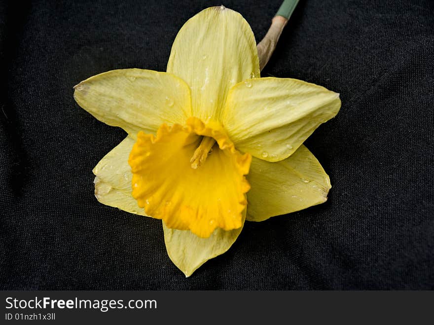 A cut daffodil flower on a black velvet background.