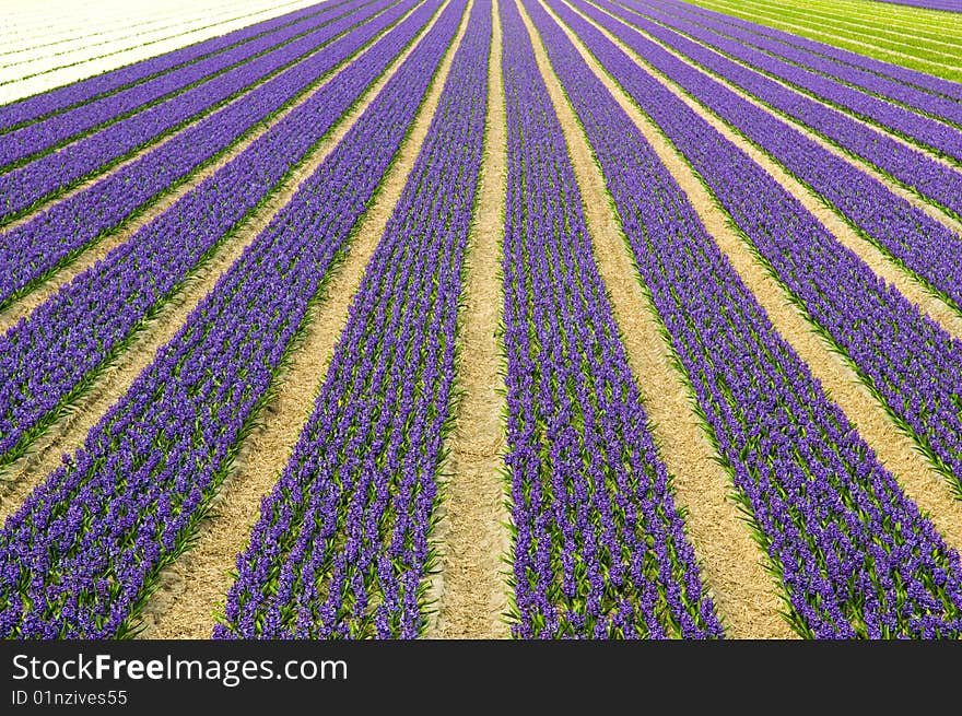 Strokes of white and blue hyacinth