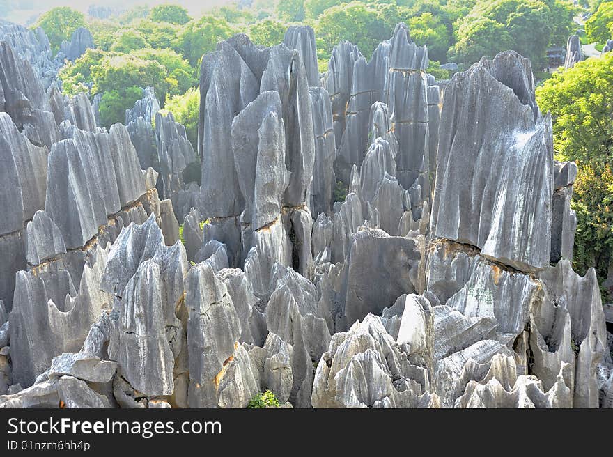 Stone forest