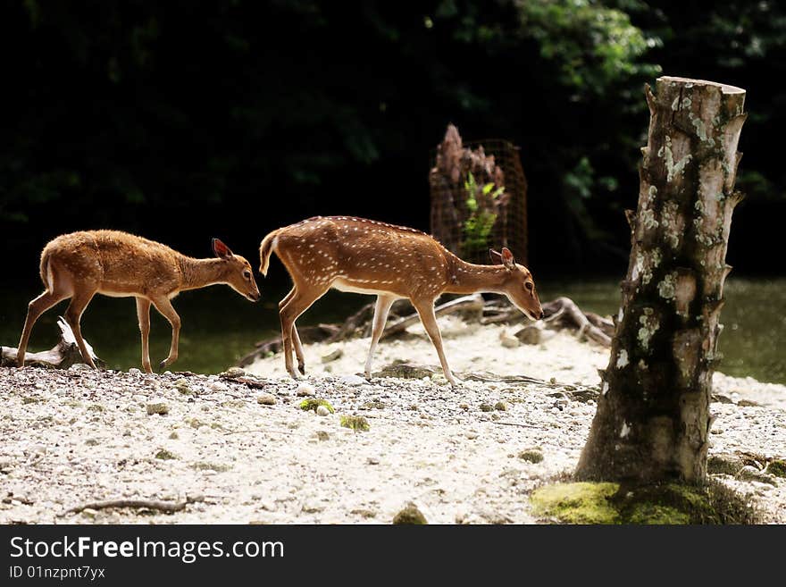 Two axis deers walking beside river at Taiping Zoo, Malaysia