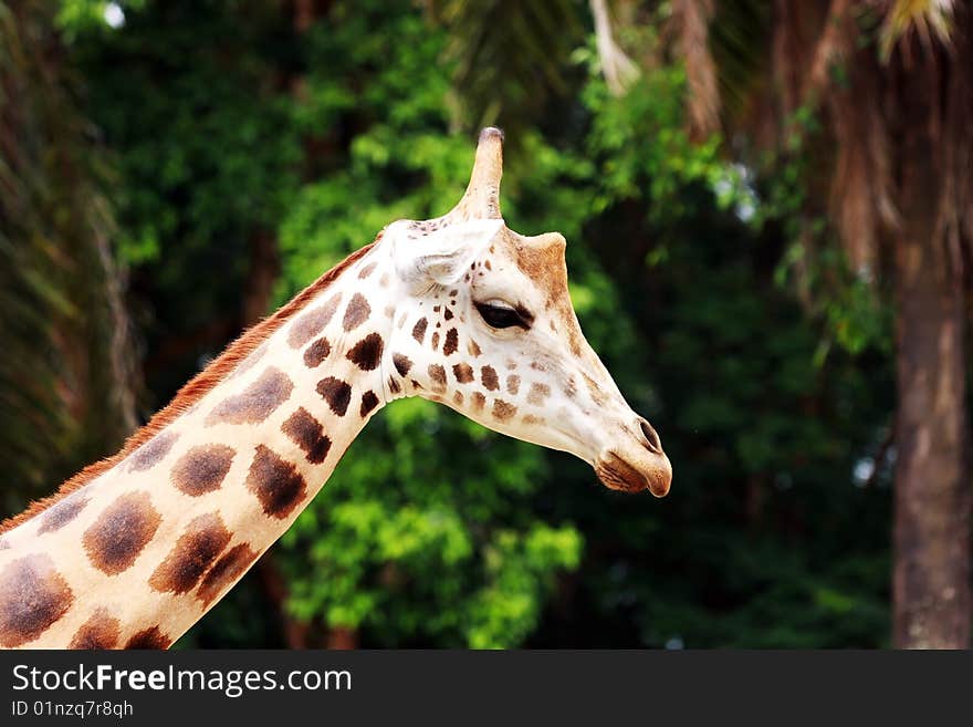 Close up portrait shot of a giraffe at Taiping Zoo, Malaysia.