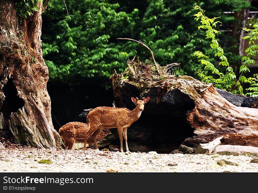 A axis deers standing beside death tree at Taiping Zoo, Malaysia