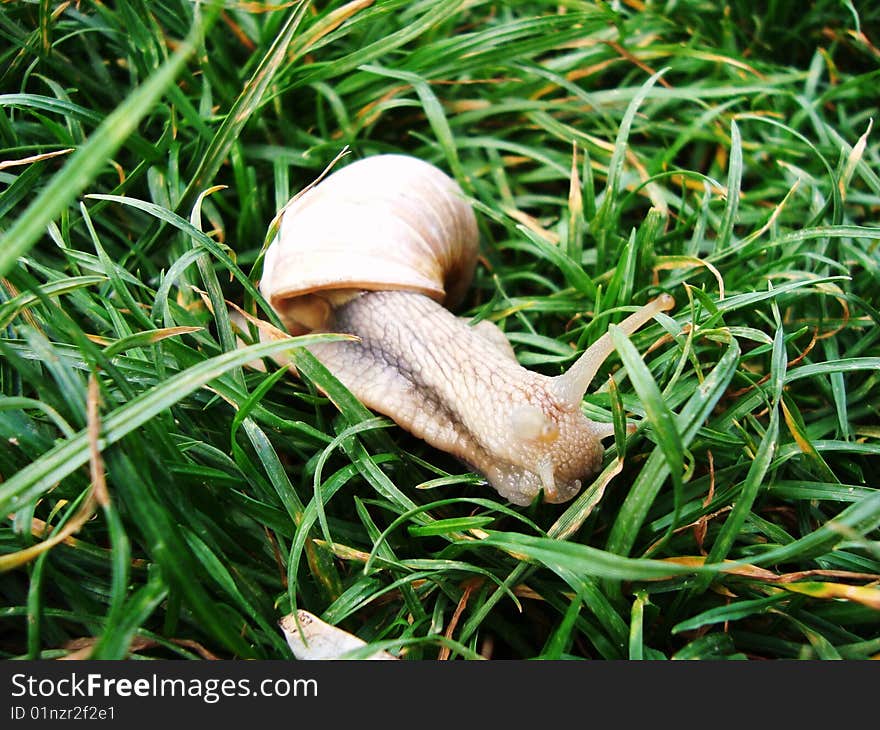 The first snails to come out of the sun shell