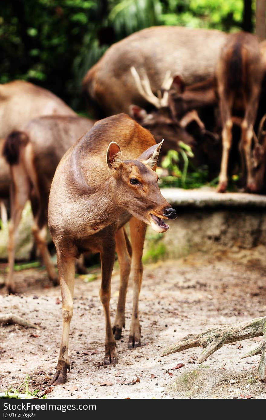Close up of hog deers in a field at Taiping Zoo, Malaysia.