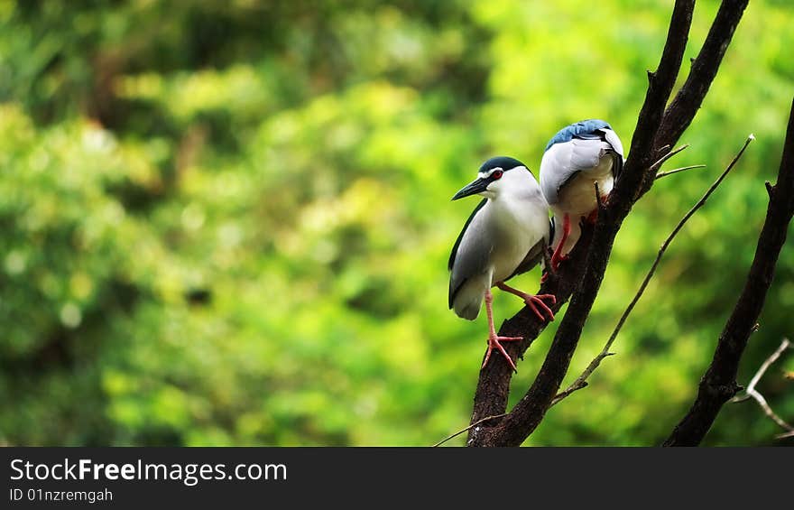 Night Heron