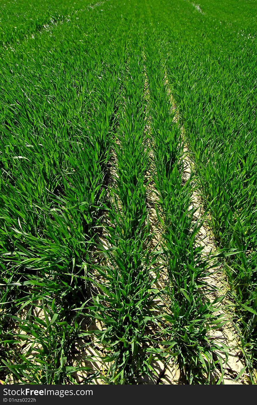 Rows of green crops growing in agricultural field. Rows of green crops growing in agricultural field