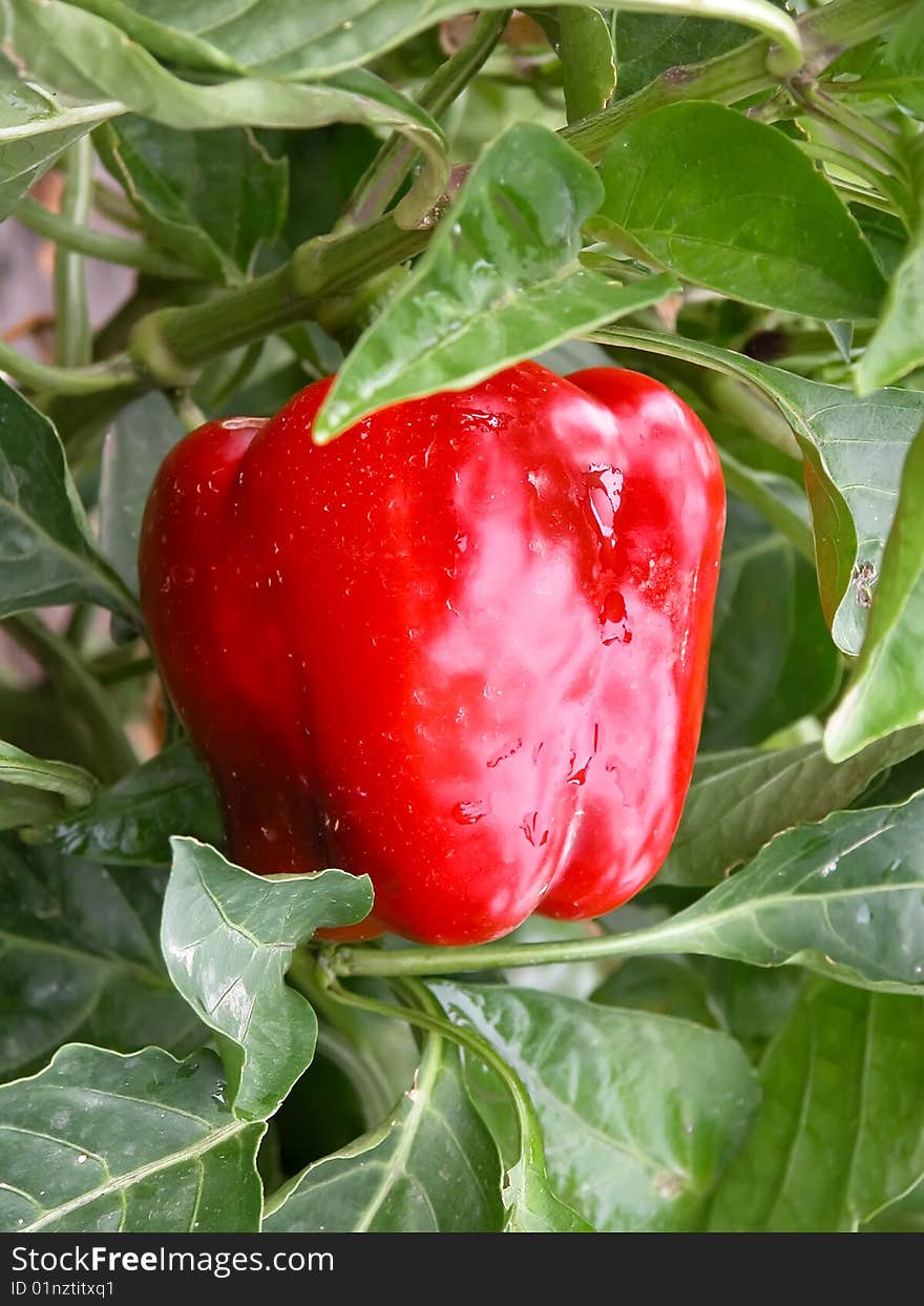 Bulgarian pepper