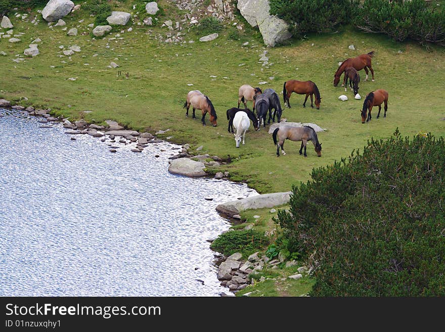 Horses grazing in Pirin Mountains (Bulgaria)