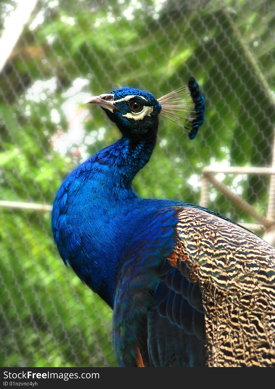 Blue peacock