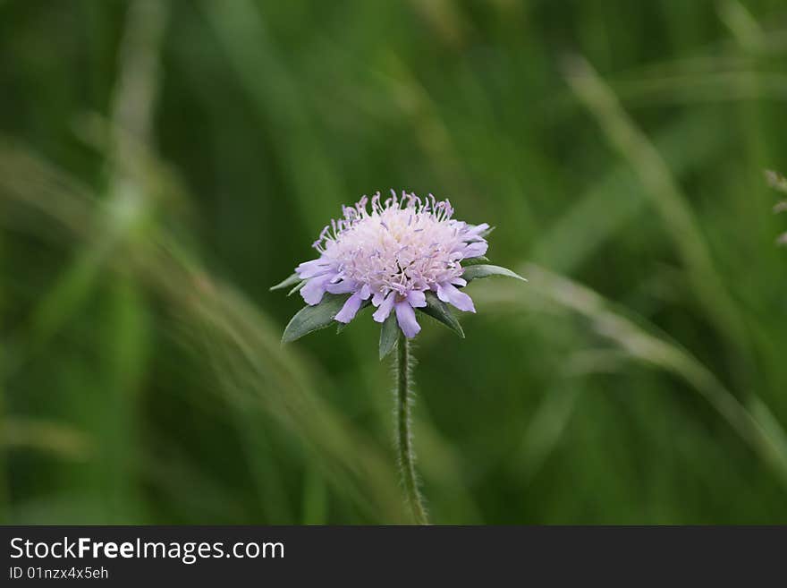 A flower just before blossoming. A flower just before blossoming