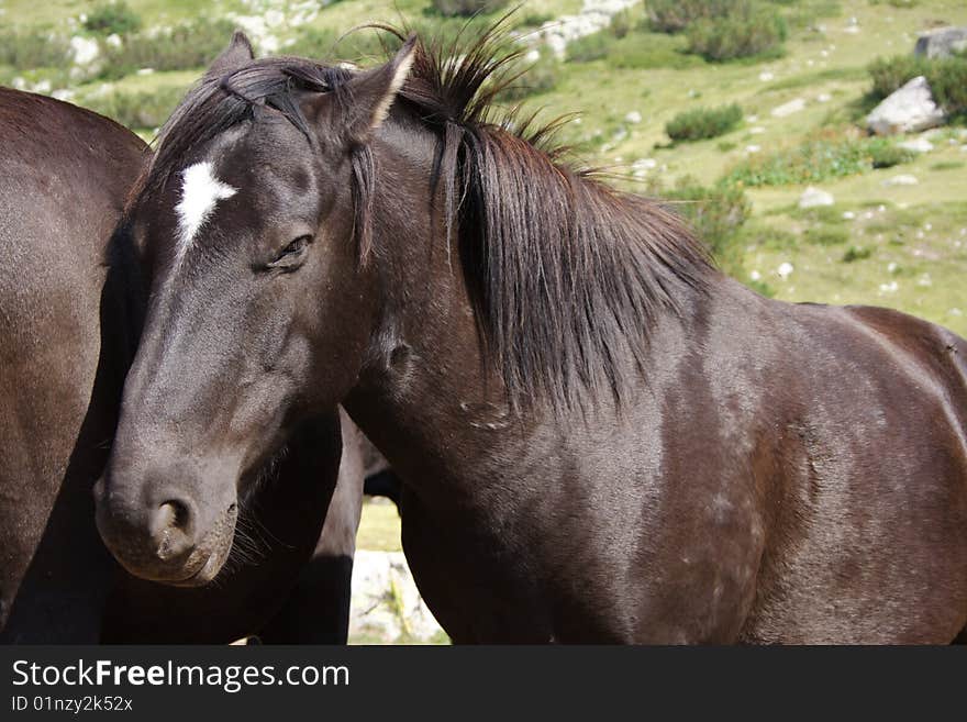 Horse portrait made in Rila Mountains (Bulgaria)