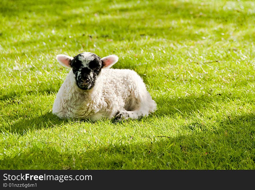 Lamb In Field