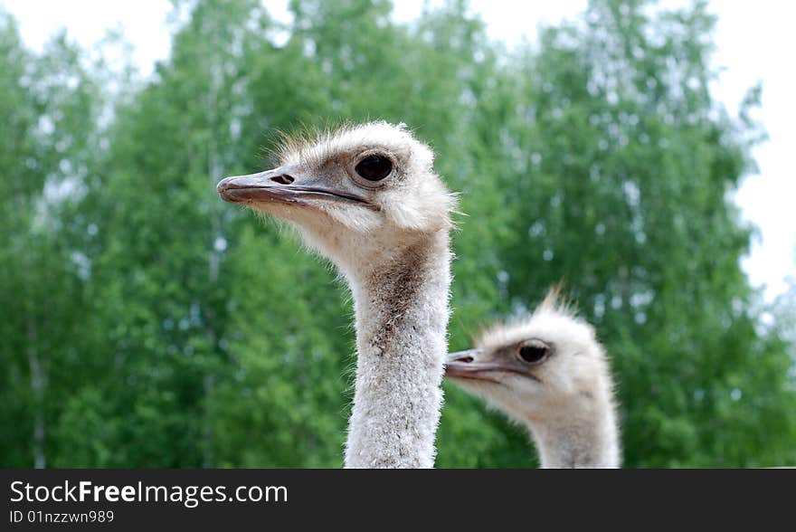 Domestic ostrich's heads close up. Domestic ostrich's heads close up