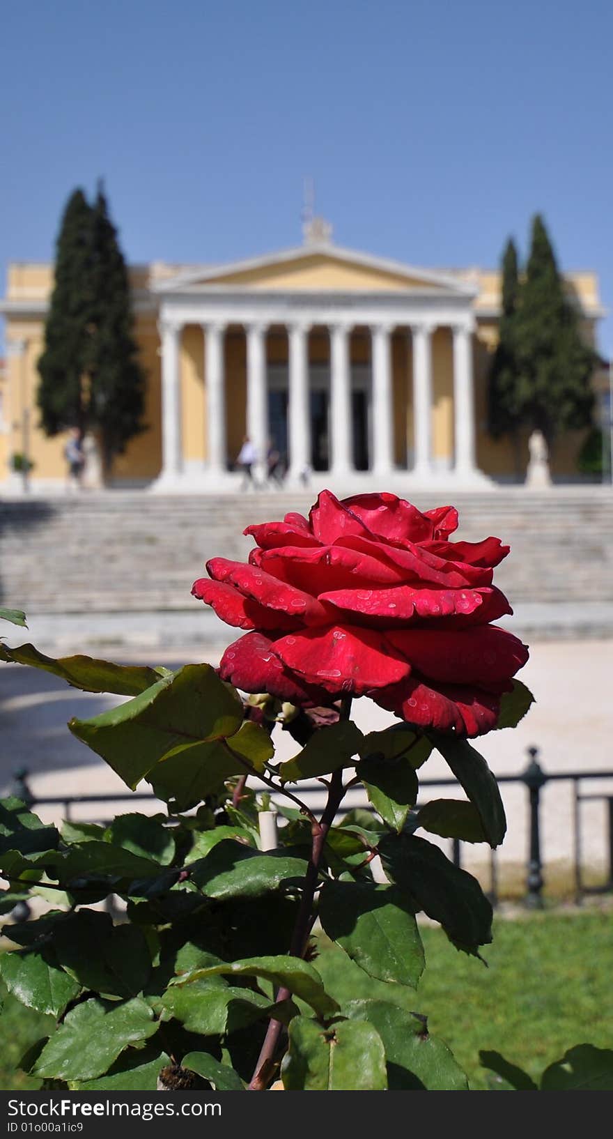 Red rose with the Zapion building in Athens in the background