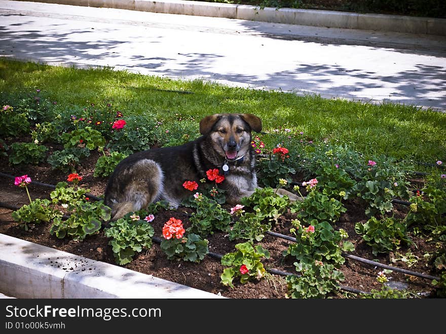 A nice cutie dog, resting in a beautiful flower bed in a hot midday, shot in the spring of 2009 in Athens, Greece. A nice cutie dog, resting in a beautiful flower bed in a hot midday, shot in the spring of 2009 in Athens, Greece