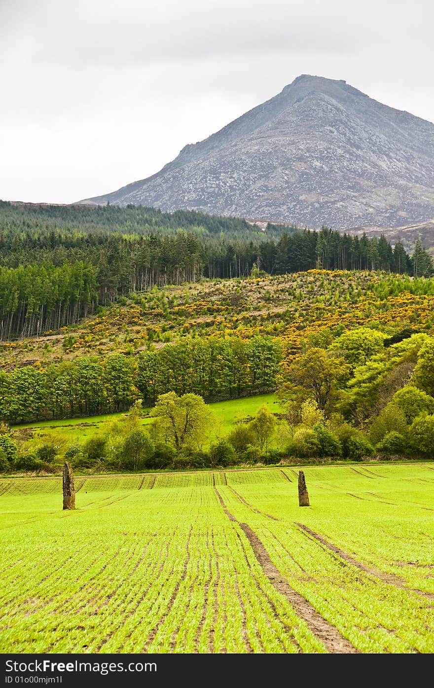 Field with standing stones with goatfell in background