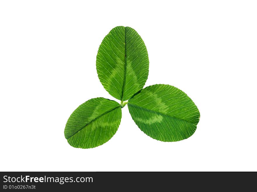 Leaflets of clover on white background